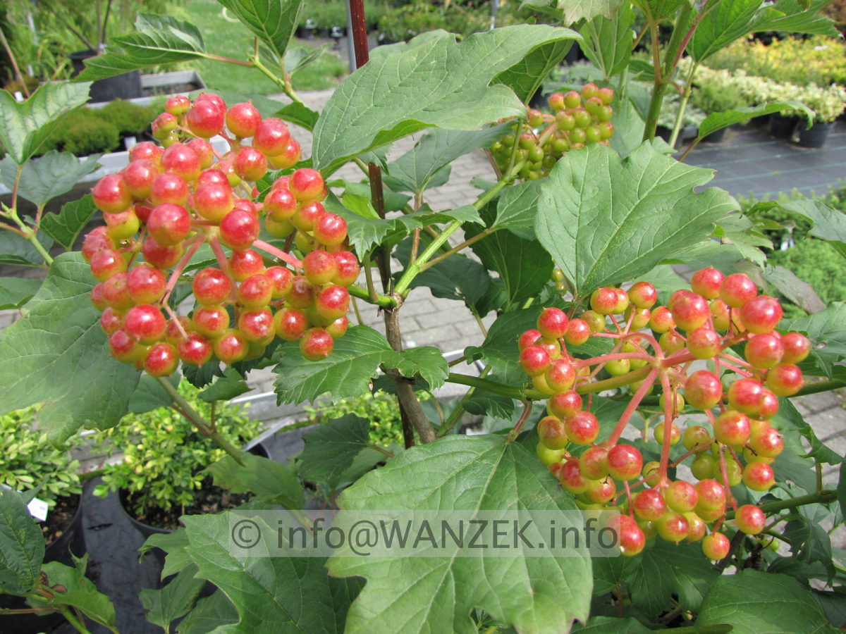 Viburnum opulus Nanum 01 Beeren fast rot.JPG